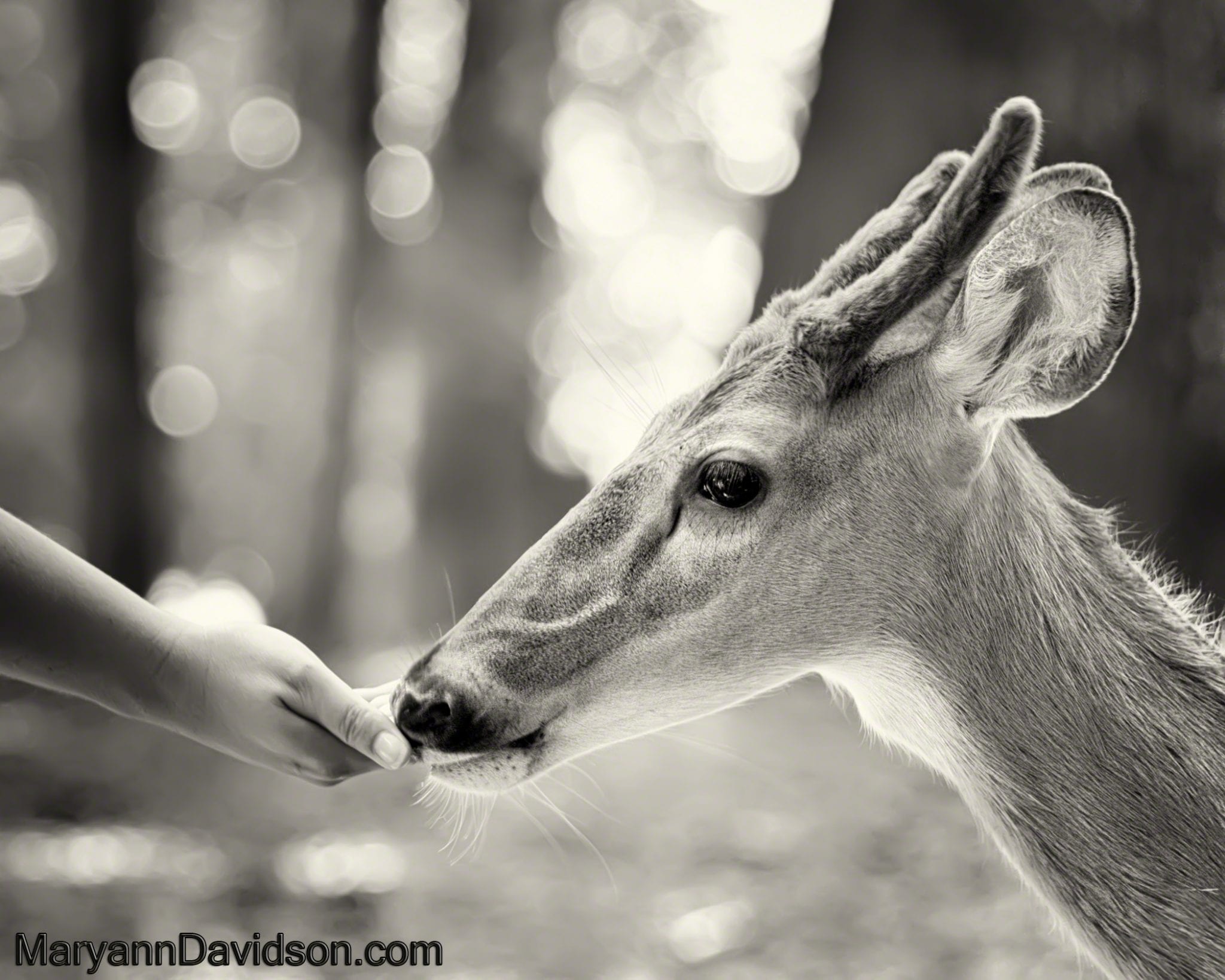 Deer Nature Photography by Atlanta Photographer Maryann Davidson Photography